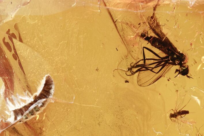 Fossil Dagger Fly and Gnat in Baltic Amber #273198